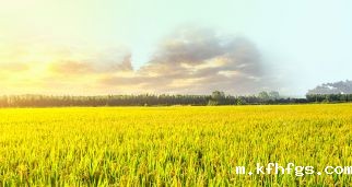 全面推进乡村振兴要处理好五对关系